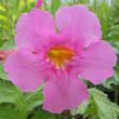 Incarvillea delavayi: Bild 3/3