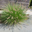 Pennisetum alopecuroides: Bild 2/8