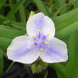 Tradescantia andersoniana 'Osprey' - Dreimasterblume