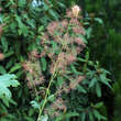 Macleaya microcarpa 'Coral Plume': Bild 2/3