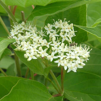 Cornus sericea 'Cardinal'