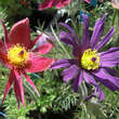 Pulsatilla vulgaris 'Papageno': Bild 1/9