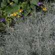 Helichrysum italicum: Bild 6/7