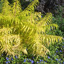 Rhus typhina 'Tiger Eyes' - Essigbaum