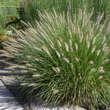 Pennisetum alopecuroides: Bild 8/8