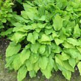 Hosta ventricosa - Funkie, Herzlilie