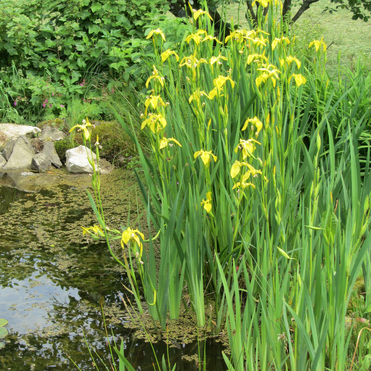 Heimische Sumpfschwertlilie Iris pseudacorus gelb