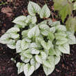 Brunnera macrophylla 'Mr. Morse': Bild 1/3
