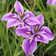 Iris ensata 'Mrs. Stanley': Bild 2/2