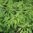 Acer japonicum 'Green Cascade': Bild 1/4