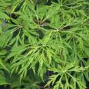 Acer japonicum 'Green Cascade' - Hänge-Japanahorn