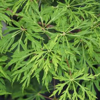 Acer japonicum 'Green Cascade'