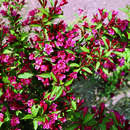 Weigela 'Roter Zwerg' - Zwerg-Weigelie