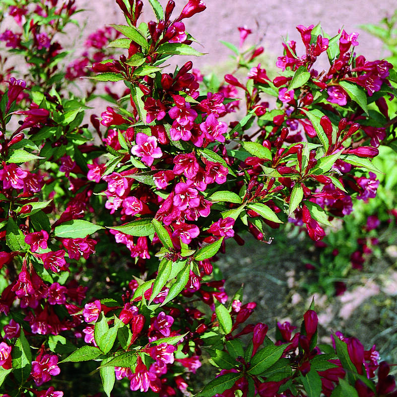 ZwergWeigelie rot Weigela 'Roter Zwerg' rot