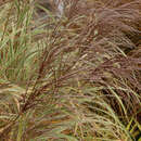 Miscanthus sinensis 'Cabaret' - Chinaschilf