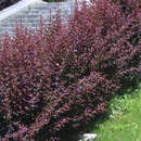 Berberis ottawensis 'Superba' - Große Blutberberitze