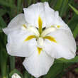 Iris ensata 'Mont Blanc': Bild 3/3