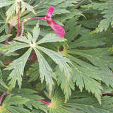 Acer japonicum 'Aconitifolium' - Geschlitzblättriger Japanahorn