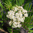 Sorbus scalaris: Bild 1/4