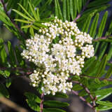 Sorbus scalaris - Fächer-Eberesche