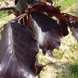 Fagus sylvatica 'Riversii' - Veredelte Blutbuche