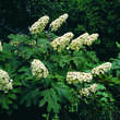 Hydrangea quercifolia: Bild 1/4
