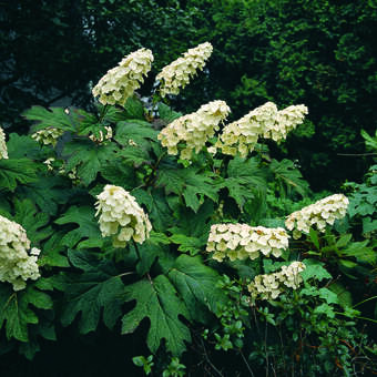 Hydrangea quercifolia