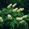 Hydrangea paniculata diamant rouge