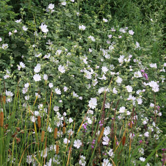 Lavatera 'White Angel'