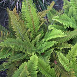 Polystichum setiferum 'Plumosum densum' - Weicher Schildfarn