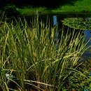 Acorus calamus 'Variegatus' - Gestreifter Kalmus