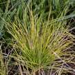 Festuca glauca 'Golden Toupee': Bild 3/3