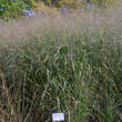 Panicum virgatum 'Hänse Herms': Bild 1/2