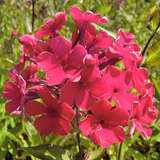 Phlox paniculata 'Starfire' - Hoher Gartenphlox