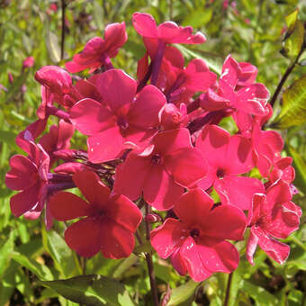 Phlox paniculata 'Starfire'