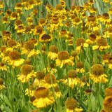 Helenium  'The Bishop' - Sonnenbraut