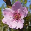 Prunus pers. 'Mamie Ross': Bild 1/3