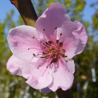Prunus pers. 'Mamie Ross'