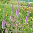 Veronicastrum virginicum 'Fascination' - Virginischer Ehrenpreis