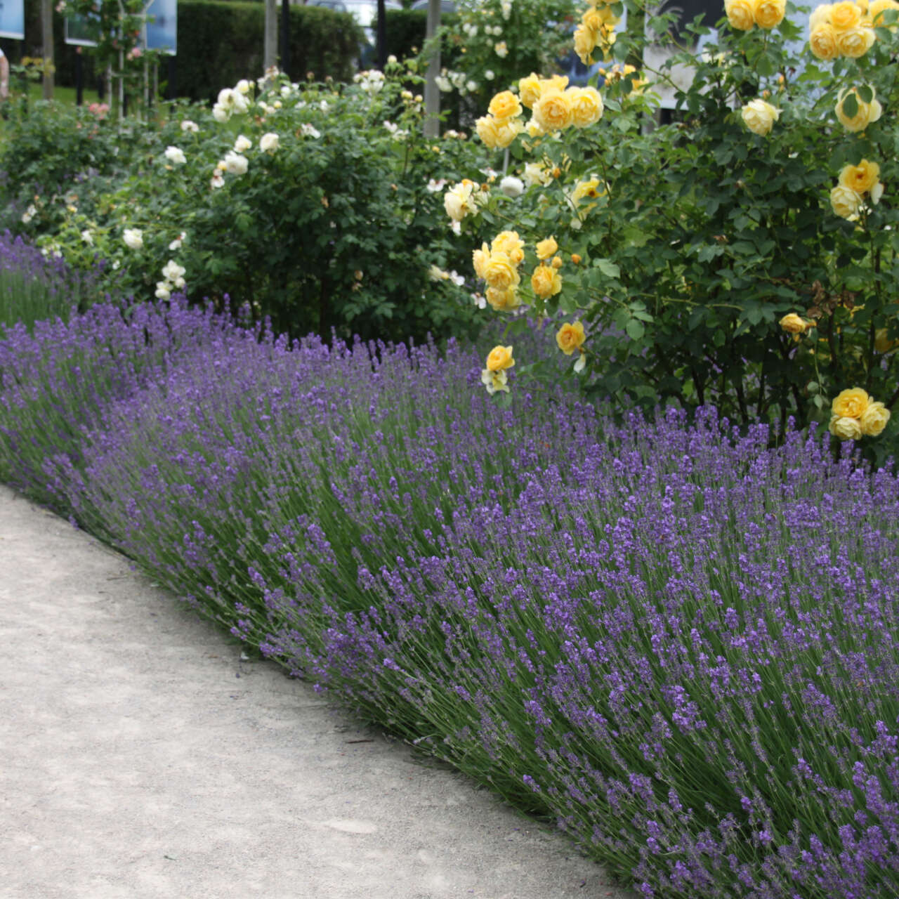 Lavendel Lavandula angustifolia 'Blue Jeans' blau
