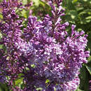 Syringa prestoniae 'Royalty' - Juniflieder