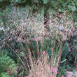 Deschampsia caesp. 'Bronzeschleier': Bild 1/2