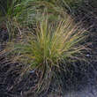 Sporobolus heterolepis: Bild 6/6