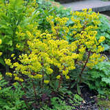 Euphorbia amygdaloides 'Purpurea' - Mandelblättrige Wolfsmilch