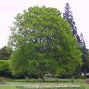 Fagus sylvatica - Heimische Buche