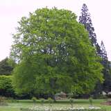 Fagus sylvatica - Heimische Buche