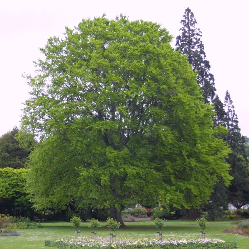 Heimische Buche Fagus sylvatica
