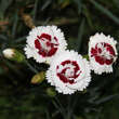 Dianthus plumarius 'Coconut Sundae': Bild 1/2