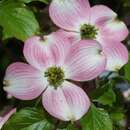 Cornus florida rubra - Roter Blumenhartriegel