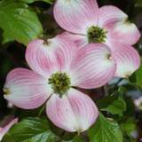 Cornus florida rubra - Amerikanischer Blumenhartriegel